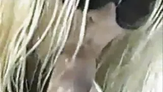 چشم نواز, ریگان فوکس عکس سکسی کون خوشگل موی چتری خوش تیپ شخص نونوجوان زندگی همسایه